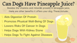 will vegetable oil hurt my dog