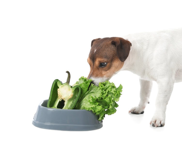 Can Dogs Eat Green Peppers? 2 Top Reasons Why Dogs Can Have This Spicy Fruit The Goody Pet