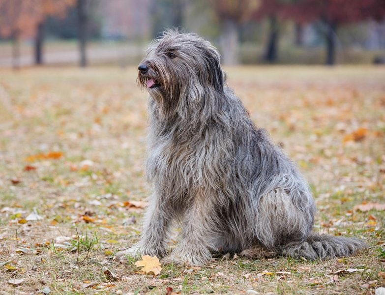 How To Cut A Dog’s Matted Hair? 6 SureFire Ways To Deal With This Mess