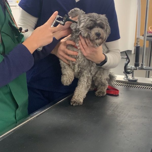 What Causes Ear Mites In Dogs? Here’s What You’ll Need To Know The